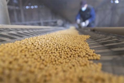 Soya Fasulyesi: Gıda Endüstrisine Bir Bakış ve Biyoyakıt Üretimi İçin Yeni Bir Çağ!